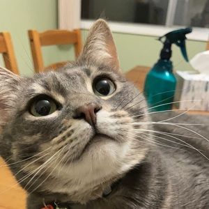 Meet your Posher, Susanna